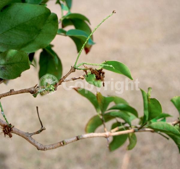 White blooms; Evergreen