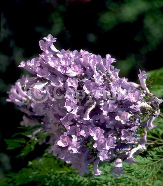 Purple blooms; Lavender blooms; Deciduous; Broadleaf