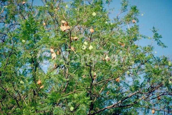 Purple blooms; Lavender blooms; Deciduous; Broadleaf