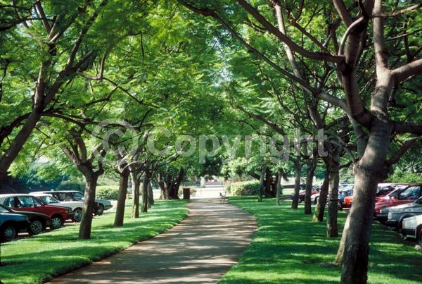 Purple blooms; Lavender blooms; Deciduous; Broadleaf