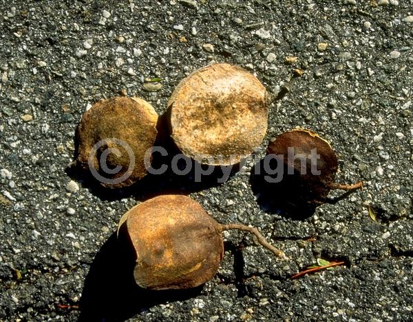 Purple blooms; Lavender blooms; Deciduous; Broadleaf