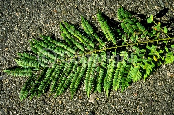 Purple blooms; Lavender blooms; Deciduous; Broadleaf