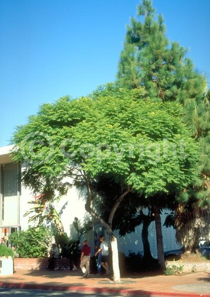 Purple blooms; Lavender blooms; Deciduous; Broadleaf