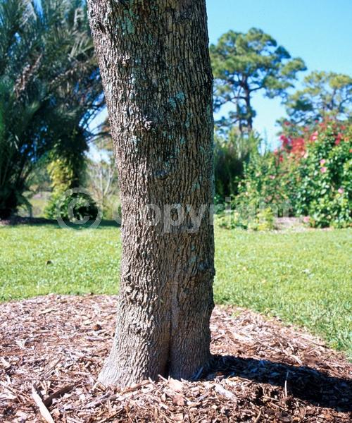Purple blooms; Lavender blooms; Deciduous; Broadleaf