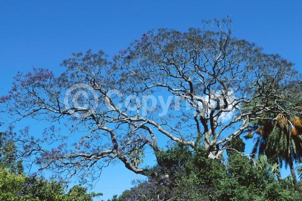 Purple blooms; Lavender blooms; Deciduous; Broadleaf