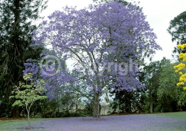 Purple blooms; Lavender blooms; Deciduous; Broadleaf