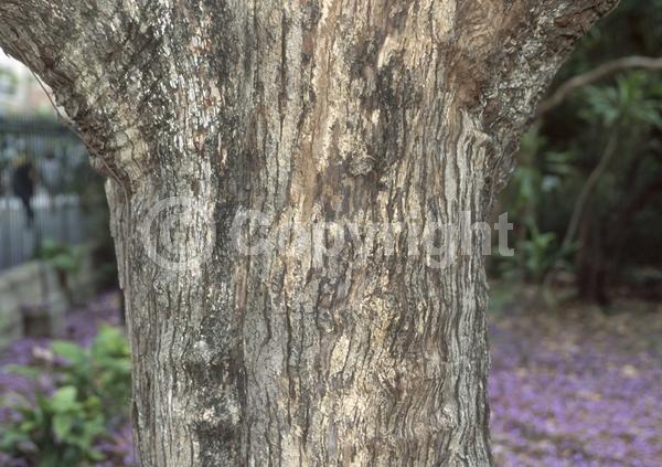 Purple blooms; Lavender blooms; Deciduous; Broadleaf