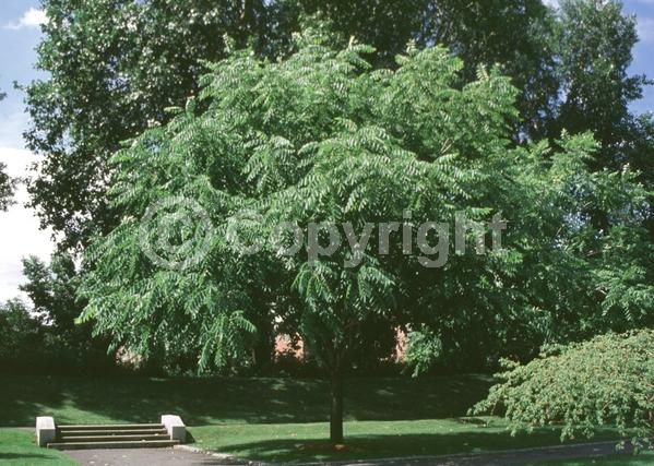 Yellow blooms; Deciduous; North American Native