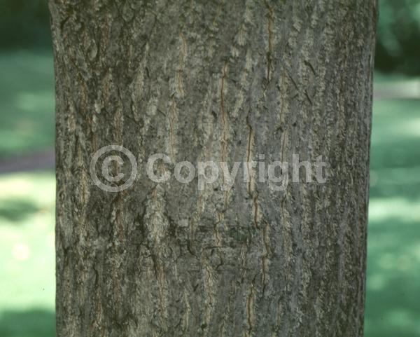 Yellow blooms; Deciduous; North American Native