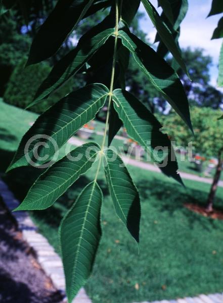 Yellow blooms; Deciduous; North American Native