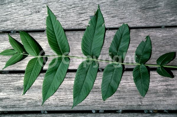 Unknown blooms; Deciduous; North American Native