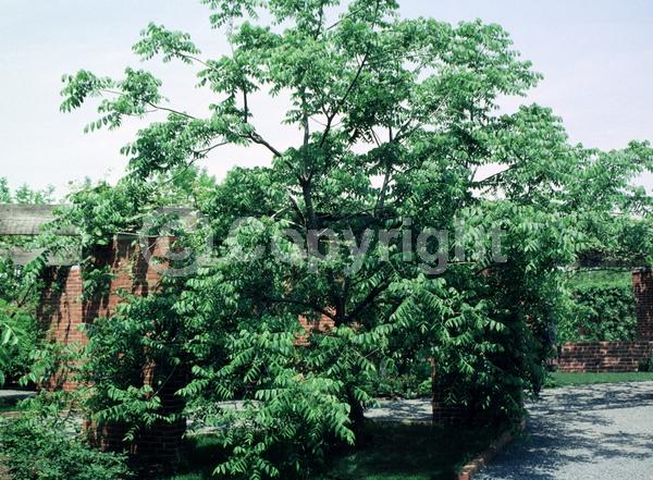 Unknown blooms; Deciduous; North American Native