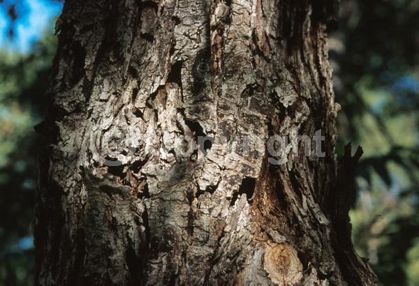 Unknown blooms; Deciduous; North American Native