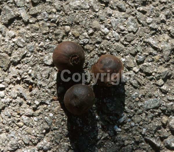 Unknown blooms; Deciduous; North American Native