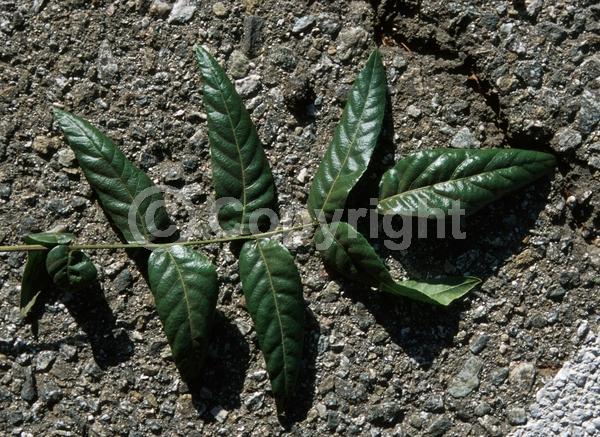 Unknown blooms; Deciduous; North American Native