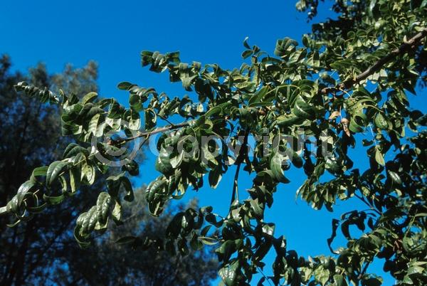 Unknown blooms; Deciduous; North American Native