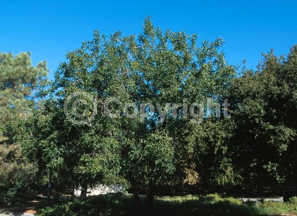 Unknown blooms; Deciduous; North American Native