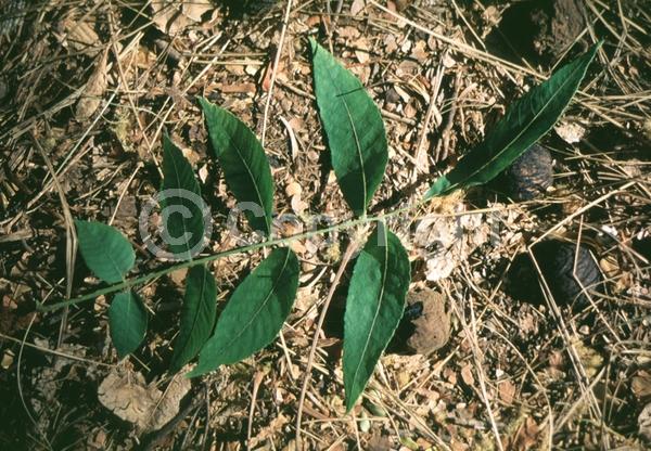 Unknown blooms; Deciduous; North American Native