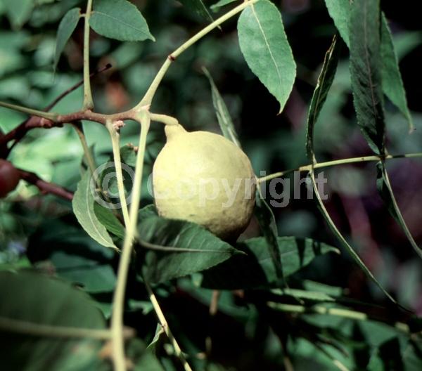 Unknown blooms; Deciduous; North American Native