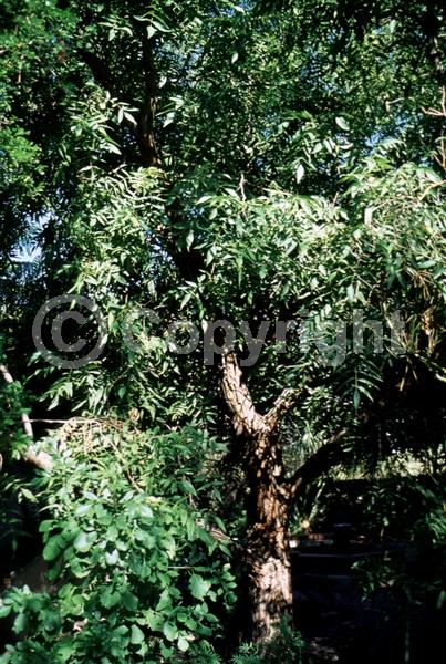 Unknown blooms; Deciduous; North American Native