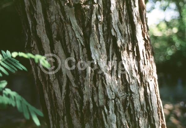 Unknown blooms; Deciduous; North American Native