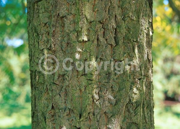 Unknown blooms; Deciduous; North American Native