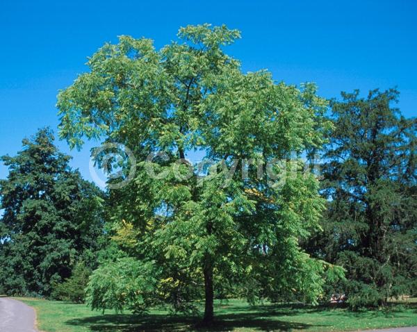 Unknown blooms; Deciduous; North American Native
