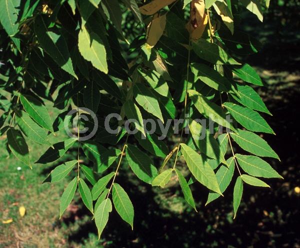 Unknown blooms; Deciduous; North American Native