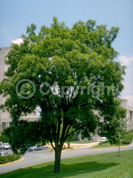 Unknown blooms; Deciduous; North American Native