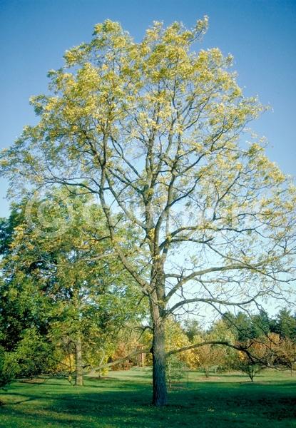 Unknown blooms; Deciduous; North American Native
