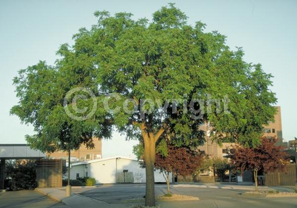 Unknown blooms; Deciduous; North American Native