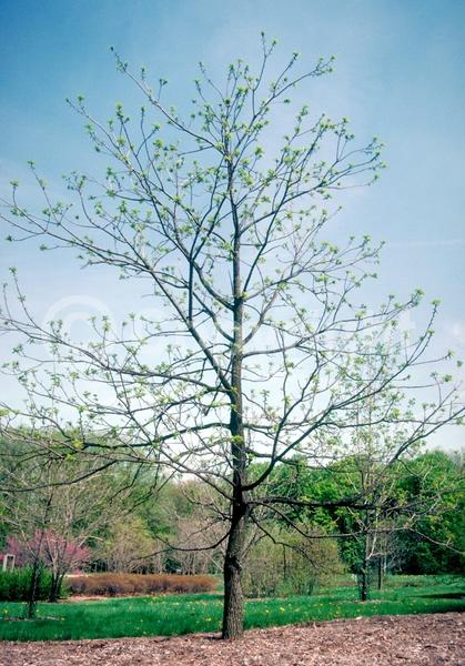 Unknown blooms; Deciduous; North American Native