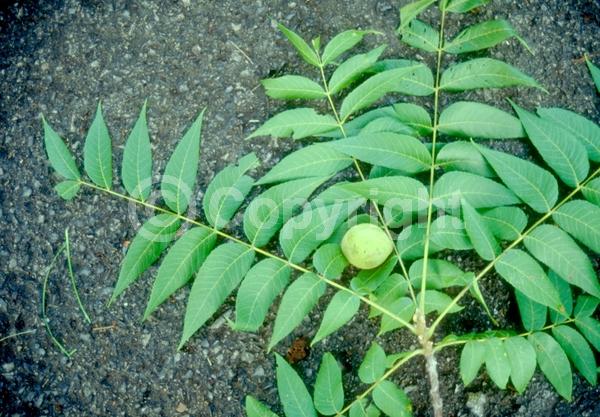 Unknown blooms; Deciduous; North American Native
