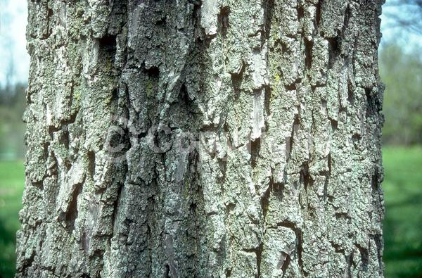 Unknown blooms; Deciduous; North American Native