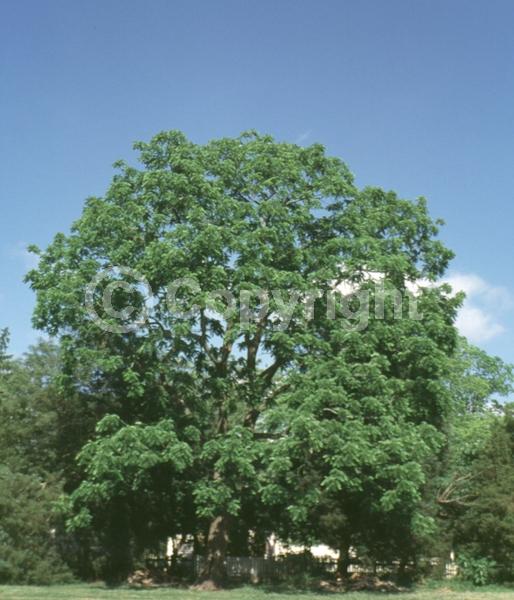 Unknown blooms; Deciduous; North American Native