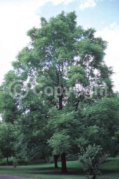 Unknown blooms; Deciduous; North American Native