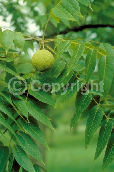 Unknown blooms; Deciduous; North American Native