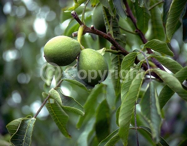 Unknown blooms; Deciduous; Broadleaf