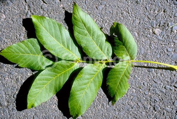 Unknown blooms; Deciduous; Broadleaf; 