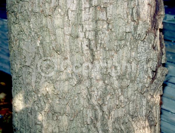 Unknown blooms; Deciduous; Broadleaf; 