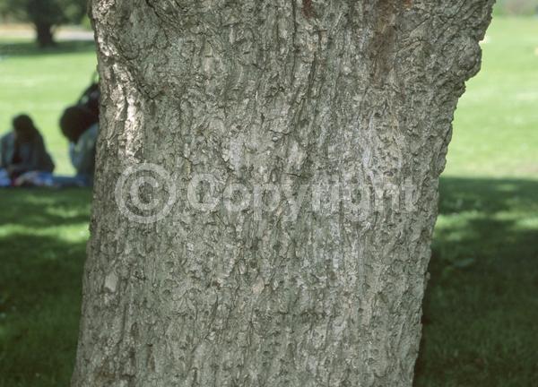 Unknown blooms; Deciduous; Broadleaf; 