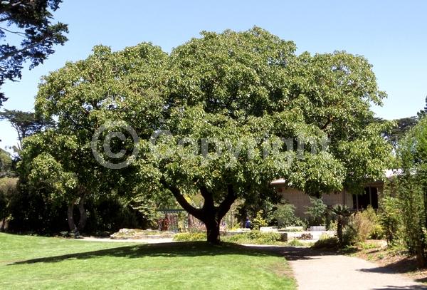 Unknown blooms; Deciduous; Broadleaf; 