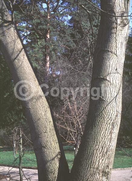 Unknown blooms; Deciduous; Broadleaf; 