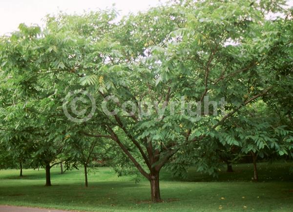 Unknown blooms; Deciduous