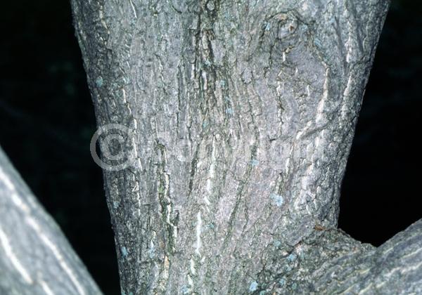 Unknown blooms; Deciduous