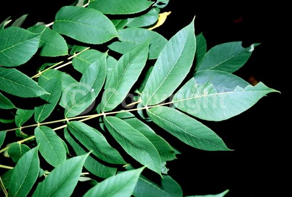 Unknown blooms; Deciduous