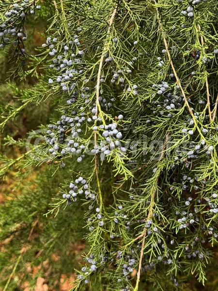 Yellow blooms; Green blooms; Evergreen; North American Native