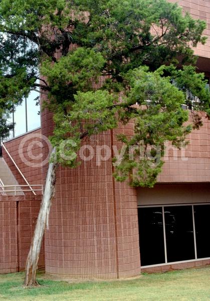 Unknown blooms; Evergreen; North American Native