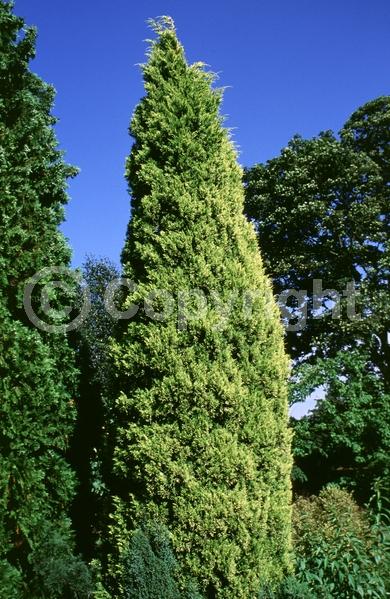 Yellow blooms; Brown blooms; Evergreen