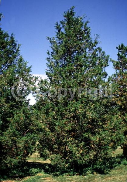 Yellow blooms; Brown blooms; Evergreen